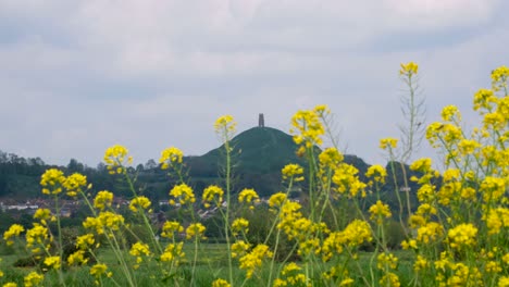 Scenic-landscape-view-of-The-Tor-with-beautiful-wild-yellow-flowers-in-rural-countryside-on-the-Somerset-Levels,-England-UK