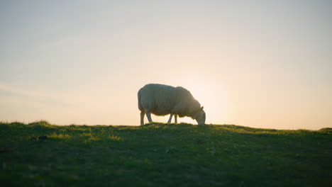 Sun-Backlit-Woolly-Sheep-Grazes-on-a-Green-Field-Cloudless-Sky-Backdrop