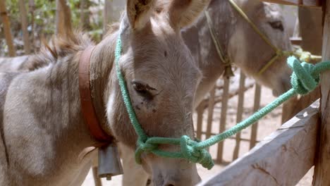 Cute,-adorable-donkeys-tied-up,-Equus-asinus-species,-Equidae-family