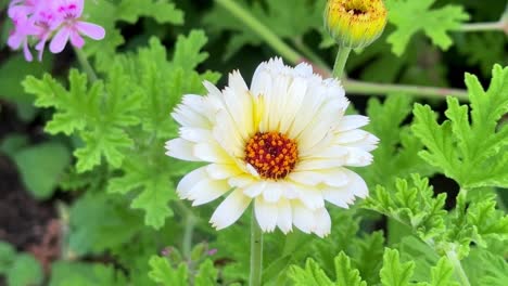 Vibrant-yellow-and-white-flowers-bloom-amidst-lush-green-foliage