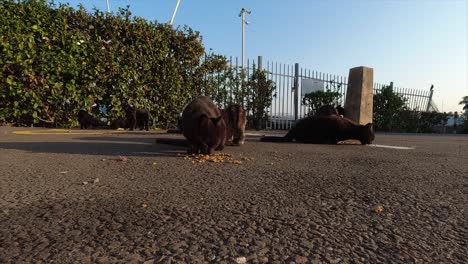 Streunende,-Obdachlose,-Verlassene-Schwarze-Und-Braune-Katzen-Auf-Einem-Parkplatz,-Die-Trockenes-Katzenfutter-Fressen,-Das-Auf-Dem-Boden-Eines-Bootshofs-Platziert-Ist