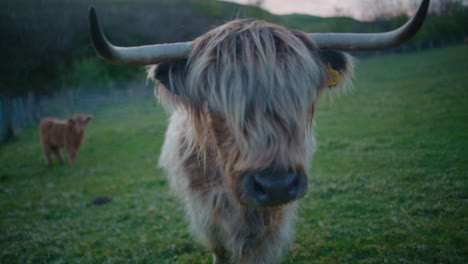 Cerca-De-La-Vaca-De-Las-Tierras-Altas-Acercándose-A-La-Cámara,-Escocia