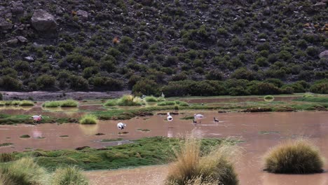 Flamingos-and-ducks-wandering-in-shallow-lake-in-Atacama-desert-in-Chile