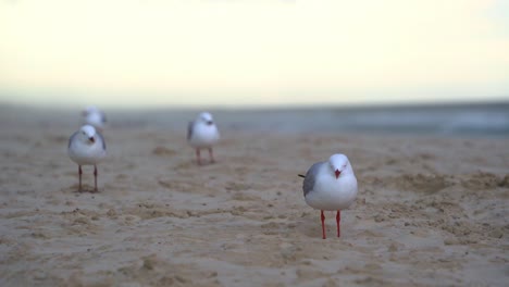 La-Gaviota-Plateada-Australiana-Se-Posa-En-La-Playa-De-Arena-Dorada,-Preparándose-Contra-Los-Fuertes-Vientos-Que-Azotan-El-Entorno-Costero