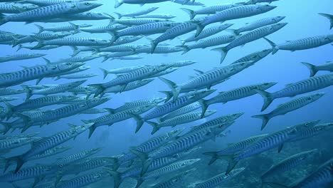 a-School-of-barracudas-swimming-in-the-red-sea