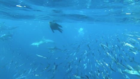 Underwater-shot-of-sea-lion-hunting-fish-in-the-ocean,-Sardine-Run