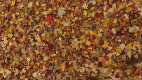 Wind-created-by-drone's-propellers-pushing-yellow-and-orange-leaves-in-forest