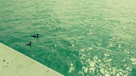 Enten-Schwimmen-Im-Meer-Key-Biscayne-Florida