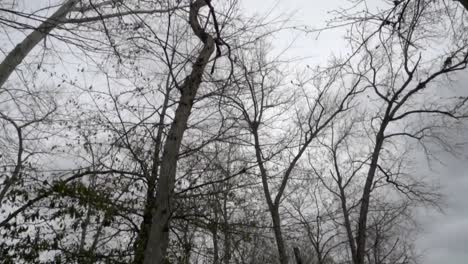 High-angle-of-trees-and-sky,-camera-push-in-slow-motion-on-overcast-day-in-winter