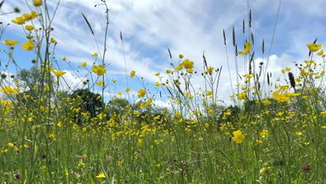 A-fresh-breeze-blowing-the-Pretty-yellow-Buttercup-wildflowers-growing-in-a-meadow-along-with-giant-Dandelions-and-tall-grasses-on-a-sunny-summer-day,-Worcestershire,-England