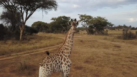 Lonely,-adult,-wild,-female-giraffe-slowly-walking-through-the-african-bush