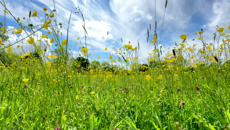 A-fresh-breeze-blowing-the-Pretty-yellow-Buttercup-wildflowers-growing-in-a-meadow-along-with-giant-Dandelions-and-tall-grasses-on-a-sunny-summer-day,-Worcestershire,-England