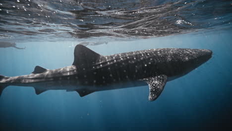 Sideview-of-whale-shark-in-slow-motion-swimming-along-surface-reflection-at-top-under-light-beams