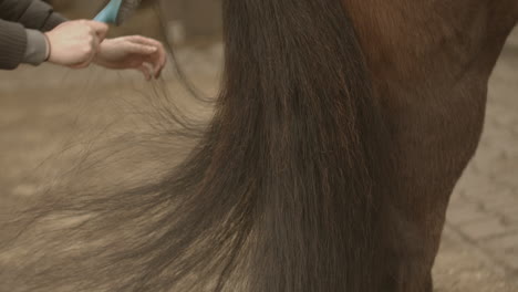 Girl-comb-a-black-tail-of-older-brown-horse-in-slow-motion