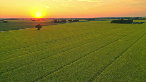 Schöner-Sonnenuntergang-Sonnenaufgang-Luft-Gelb-Landschaft-Natur-Feld-Drohne-Video