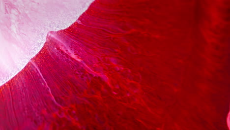 Vibrant-red-and-white-ink-swirling-gracefully-in-water-creates-a-mesmerizing-visual-effect