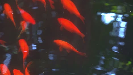 Orientalischer-Goldfisch-Schwimmt-Durch-Den-Süßwasserteich-Mit-Schimmernder-Wasserspiegelung-Im-Botanischen-Garten