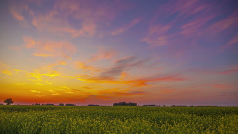 La-Puesta-De-Sol-Dorada-Cae-Sobre-El-Campo-De-Un-Agricultor-De-Semillas-De-Colza-O-Aceite-De-Canola