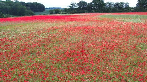 a-whole-field-is-full-of-red-blooming-poppies