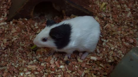 A-cute-and-adorable-guinea-pig-in-captivity,-feeding-on-fresh-vegetable,-close-up-shot