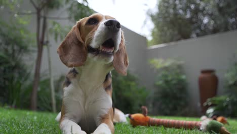 Junge-Beagle-Hunde-Hecheln-Im-Garten-Eines-Vorstadthauses-Mit-Niedrigem-Winkel