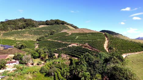Natur-Und-Ackerland,-Kaffeeplantagenkulturen,-Blauer-Himmelshintergrund,-Luftaufnahme