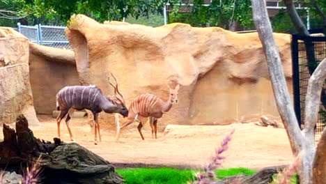 Zeitlupe-–-Gesunde-Speke-Gazelle-Im-Zoo-Von-San-Diego