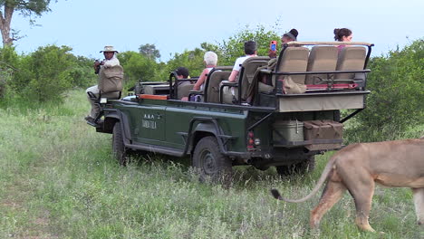Male-lion-walks-behind-safari-vehicle-as-tourists-turn-to-watch
