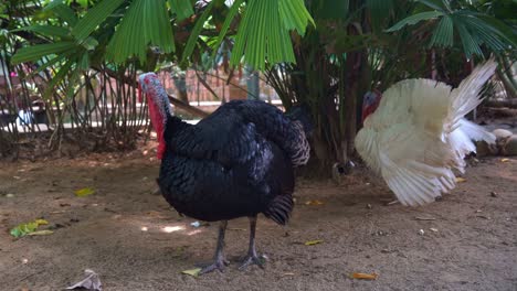 Cage-free-Bronze-turkey-looking-around-the-surroundings-with-fluff-up-feathers