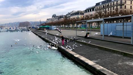 Young-kid-and-his-parent-feeding-birds-and-swans-at-the-Geneva-harbor---marina-in-Switzerland-on-a-winter-day