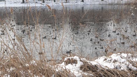 Impressive-view-in-slowmotion-of-a-large-flock-of-ducks-on-the-lake-in-winter-time