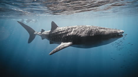 Frontansicht-Eines-Walhais,-Der-Mit-Einem-Fischschwarm-Im-Maul-An-Der-Oberfläche-Schwimmt,-Zeitlupe