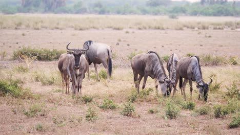 Eine-Herde-Gnus-Grasen-Auf-Einer-Offenen-Masai-Ebene-Auf-Grünem-Gras-In-Uhd