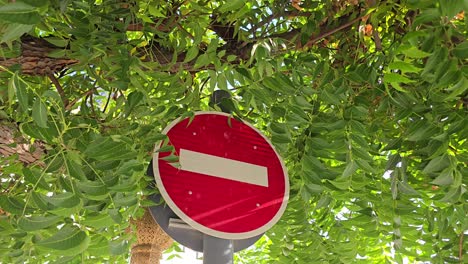 Ein-Verkehrsschild-„Einfahrt-Verboten“,-Versteckt-Hinter-Den-Blättern-Der-Bäume-In-Den-Vereinigten-Arabischen-Emiraten