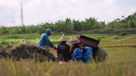 Balinesische-Reisfeldarbeiter_balinesische-Reisfeldernte_Reisschneiden_Reisverarbeitung