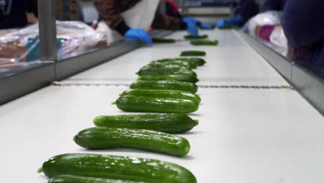 Workers-on-line-of-packing-Fresh-Cucumbers,-automatic-Line