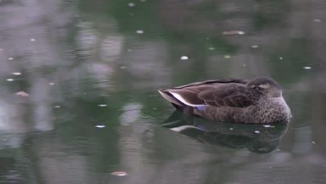 Nahaufnahme-Einer-Ente,-Die-Auf-Dem-Wasser-In-Tokio,-Japan-Schläft---Nahaufnahme
