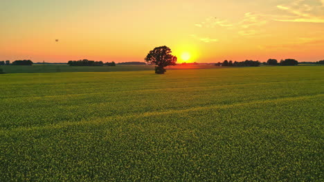 Goldener-Sonnenuntergang,-Baumsilhouette-Und-Endloses-Rapsfeld,-Luftaufnahme