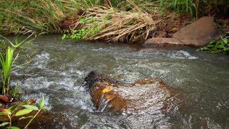 Wasser-Fließt-In-Zeitlupe-über-Stein-Im-Waikomo-Stream-Auf-Kauai