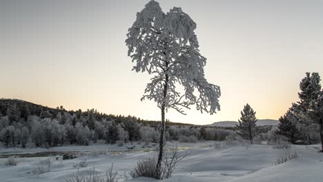 Lonely-frozen-tree-with-running-river-in-background-timelapse-slider