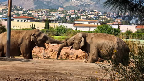 Elephants-wrap-tusk-and-trunk-around-each-other-in-large-zoo-enclosure-of-Latvia