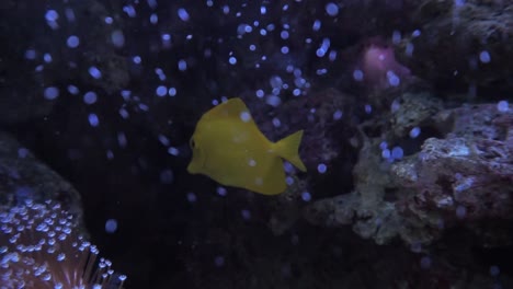 Gelber-Doktorfisch-Schwimmt-Auf-Einem-Korallenriff