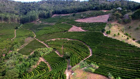 Aerial-view,-rural-farmland-scenery,-coffee-crops-plantation-location