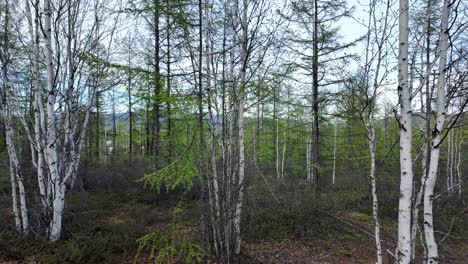Un-Grupo-De-árboles-De-Pie-En-Los-Densos-Bosques,-Mostrando-La-Belleza-De-La-Naturaleza-En-Su-Hábitat-Natural