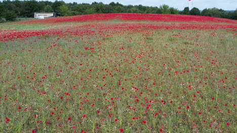 a-whole-field-is-full-of-red-blooming-poppies