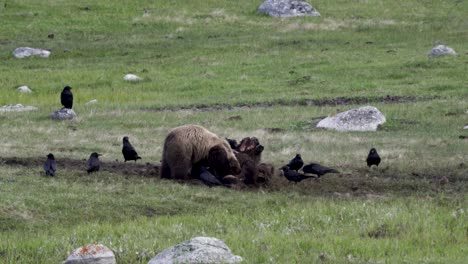 Oso-Grizzly-Alimentándose-De-Un-Cadáver-De-Bisonte-Después-De-Una-Caza-Exitosa