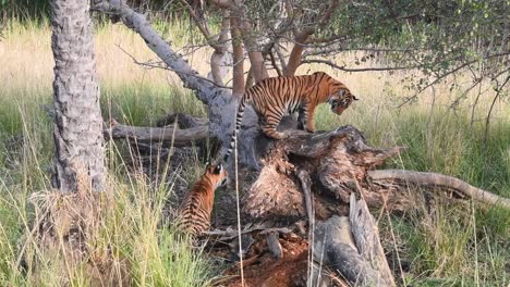 Eine-Totalaufnahme-Eines-Jungen-Bengalischen-Tigers,-Der-Seinen-Bruder-Spielerisch-Angreift