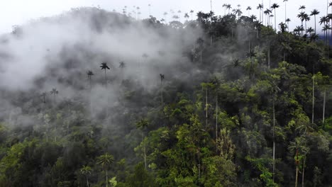 Paisaje-Irreal-Con-Montañas-Llenas-De-Altas-Palmeras-Cubiertas-De-Niebla,-Aérea