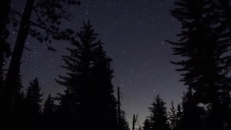 Time-lapse-at-night-moving-left-to-right-showing-starry-background-with-large-silhouetted-trees-in-the-foreground