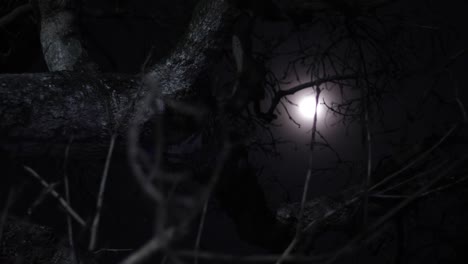 Full-Moon-Glowing-Through-Dried-Tree-Branches